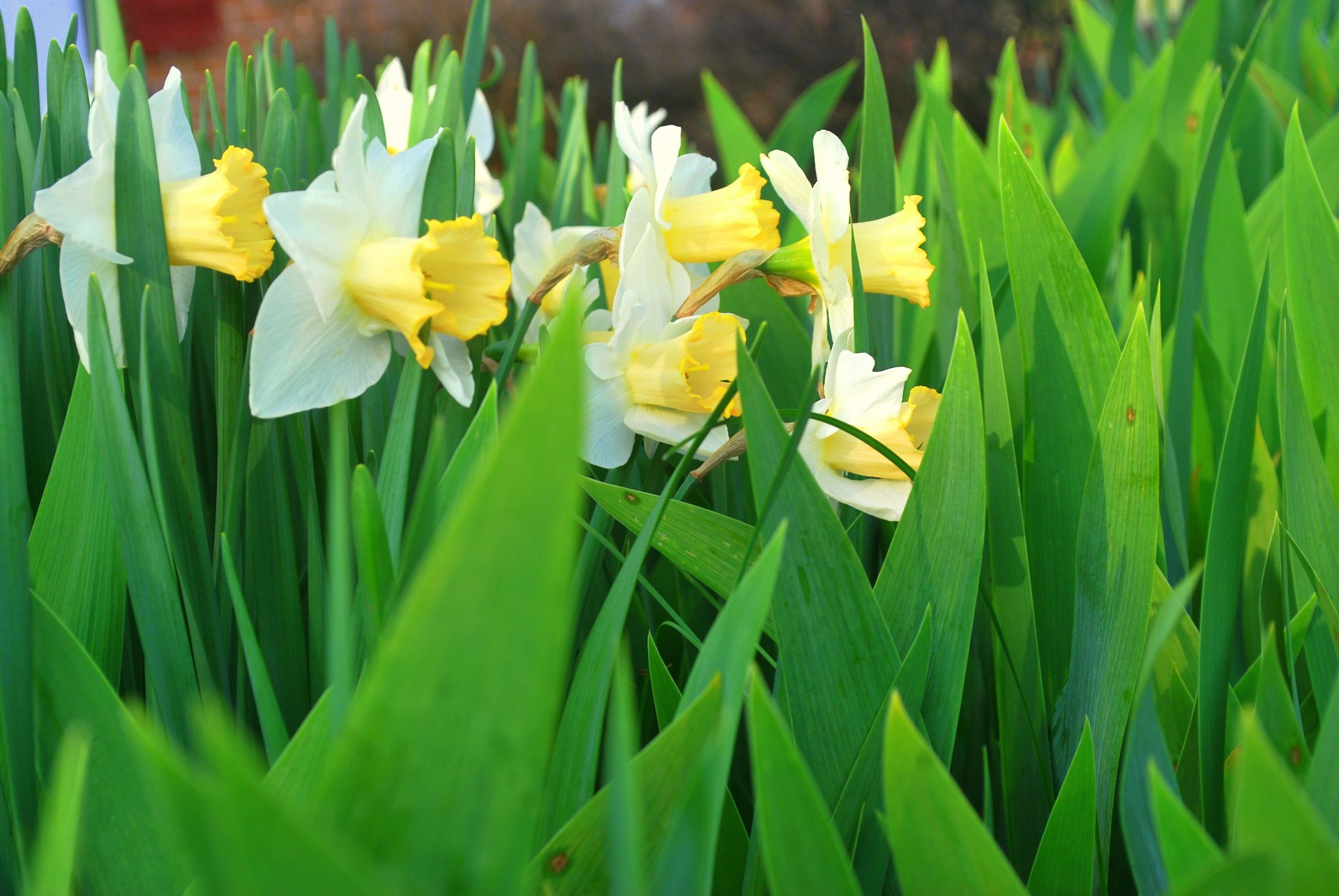 flower flowers daffodil free photo