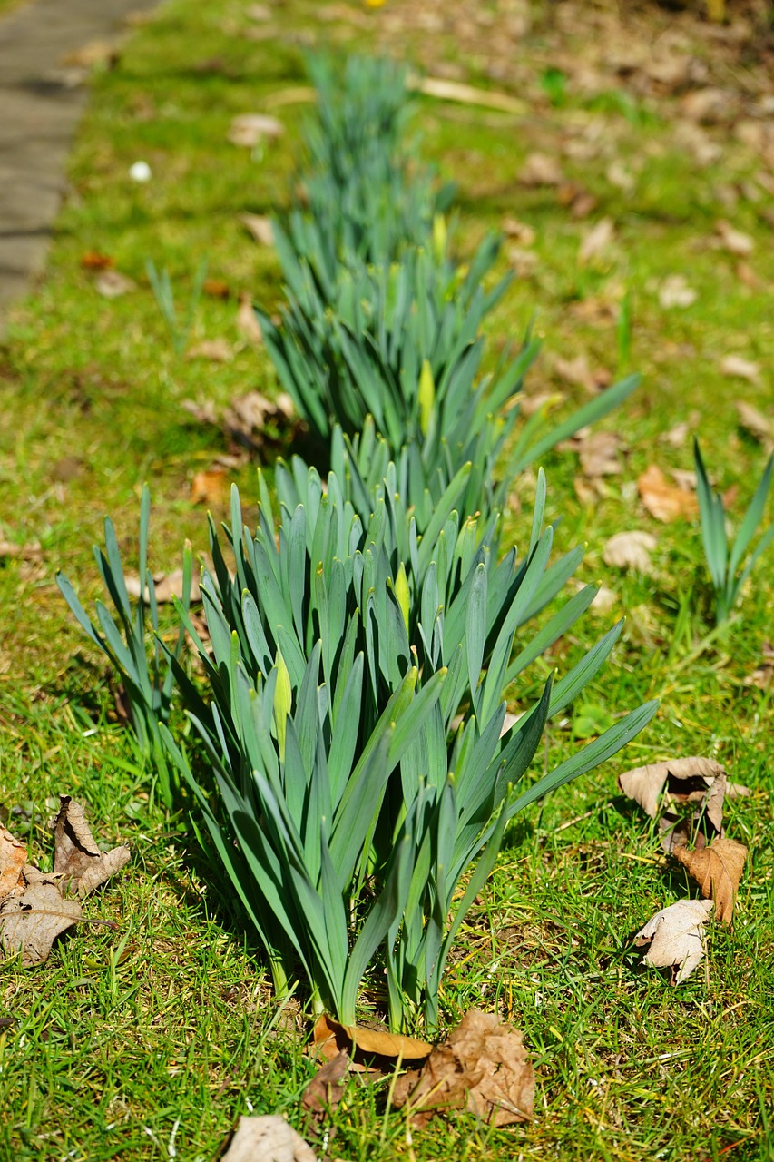 daffodil leaves daffodils flower free photo