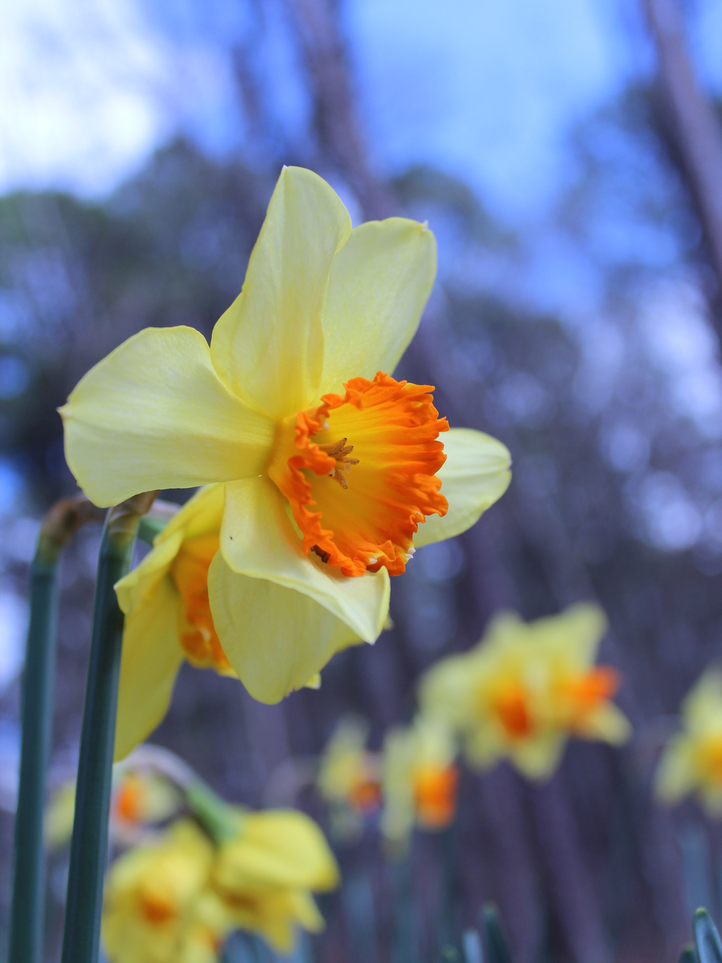 daffodil daffodils garden free photo