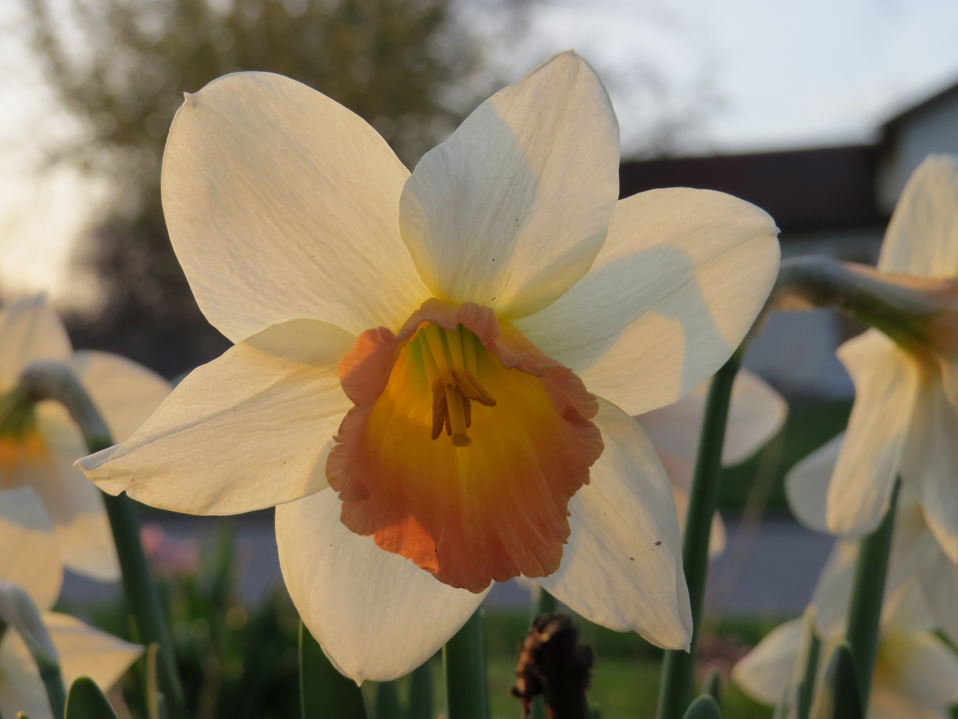 daffodils floral photography golden hour free photo