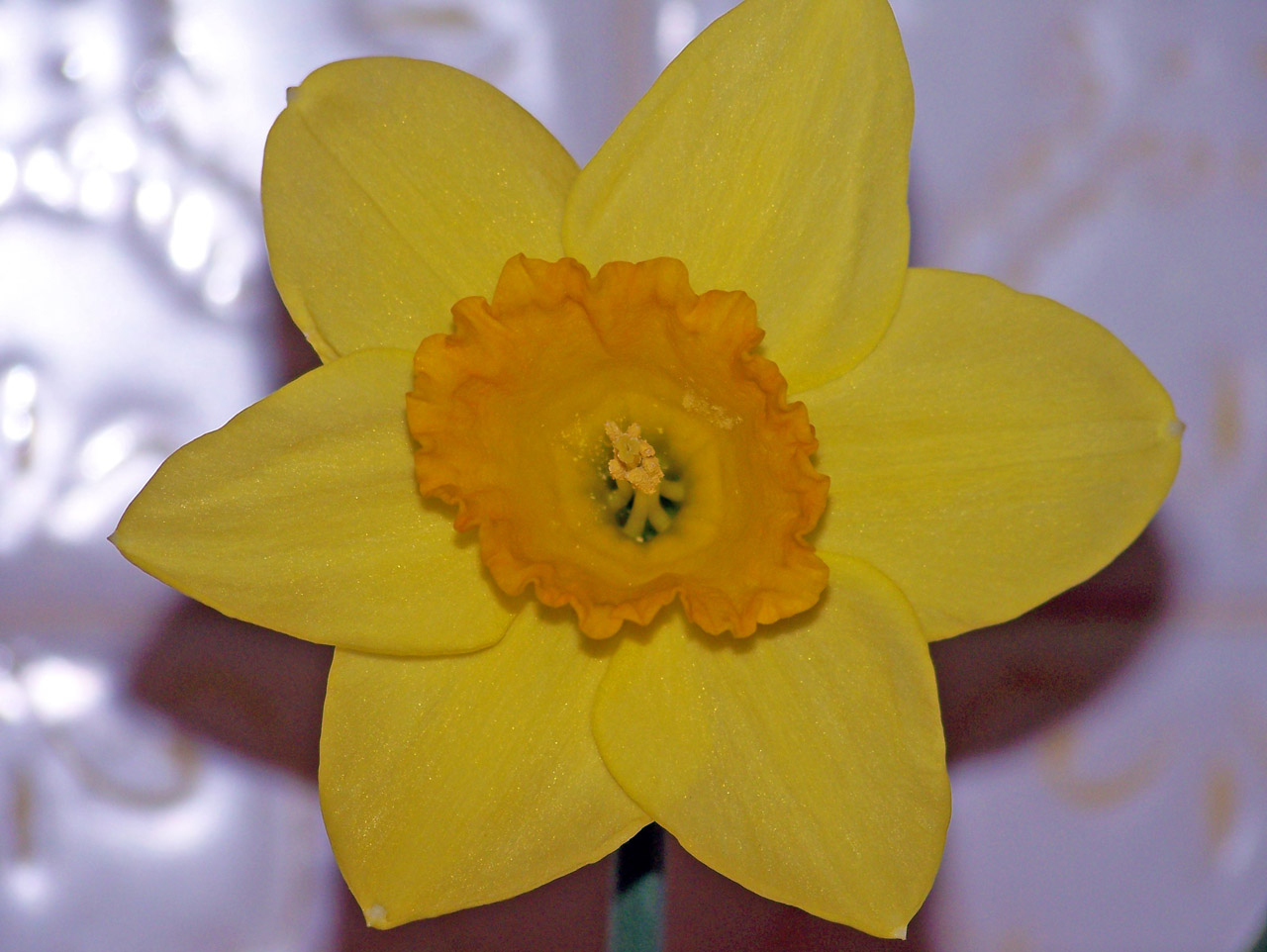 daffodil yellow flower free photo
