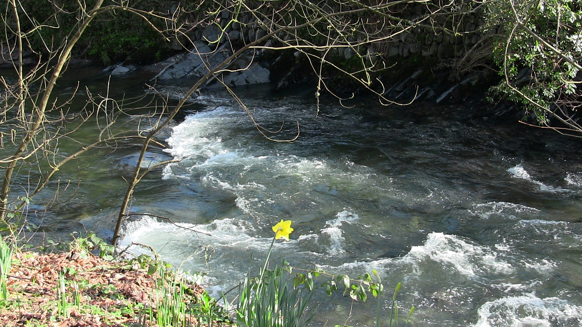 daffodils river tavy tavistock free photo