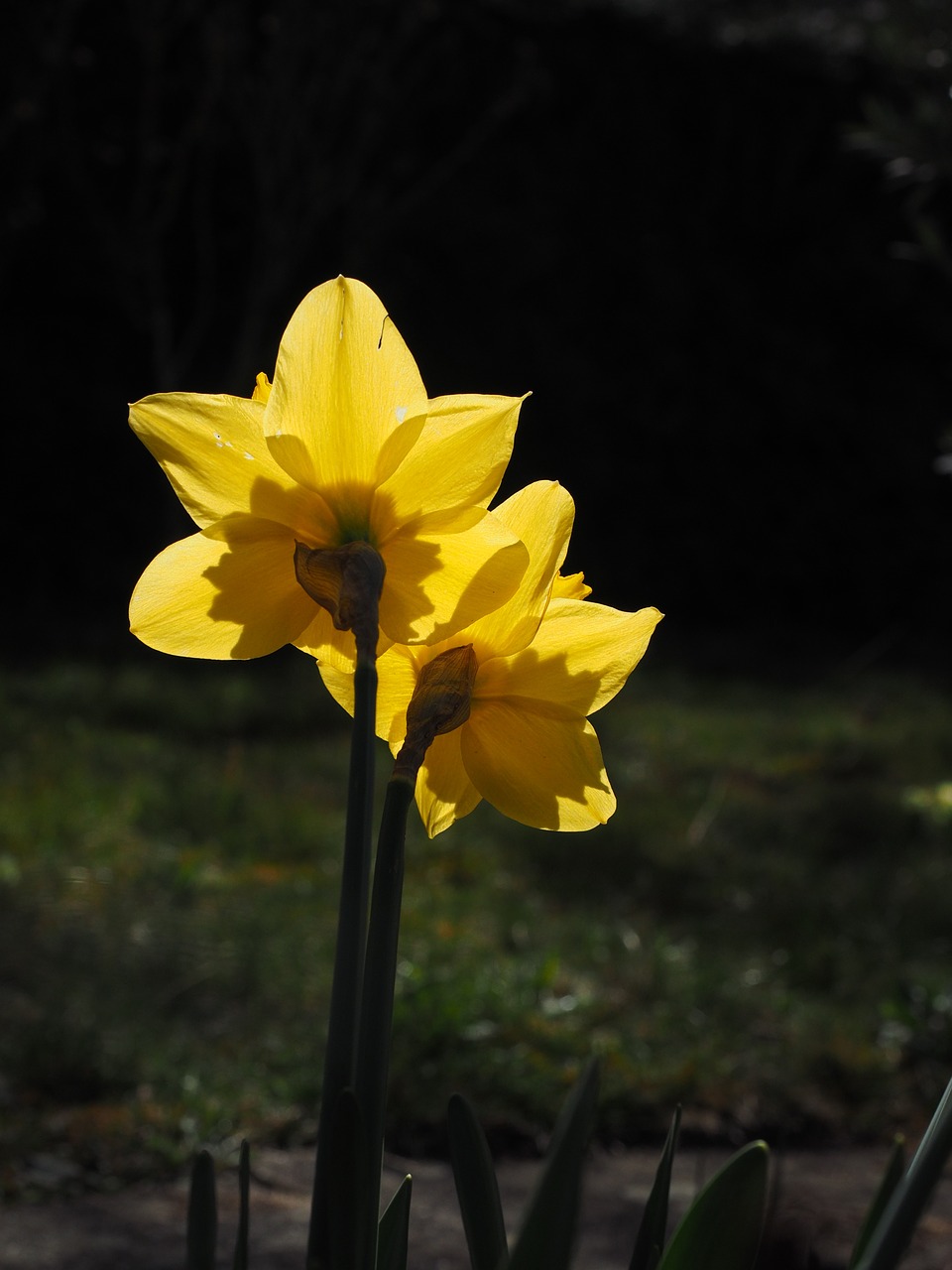 daffodils flowers yellow free photo