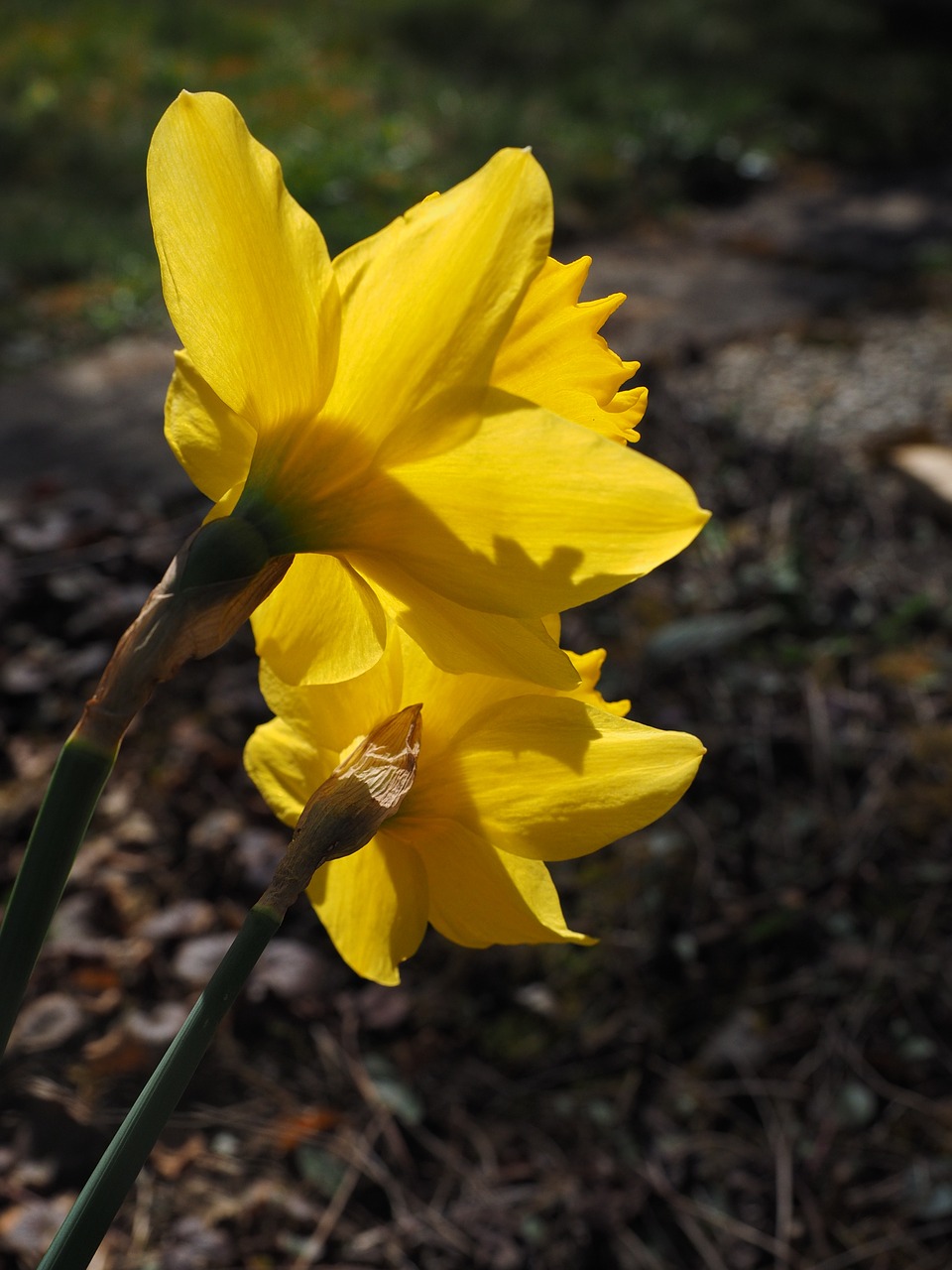 daffodils flowers yellow free photo