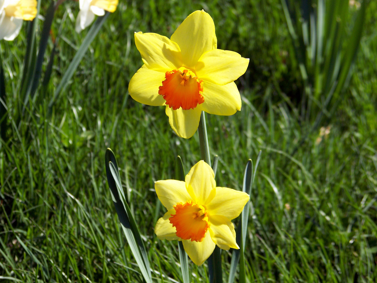 daffodils flowers spring free photo