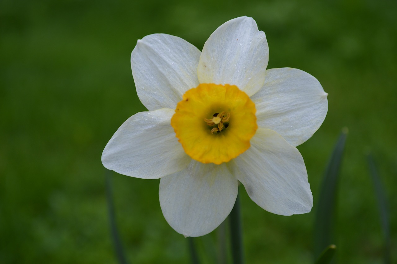 daffodils white petals free photo