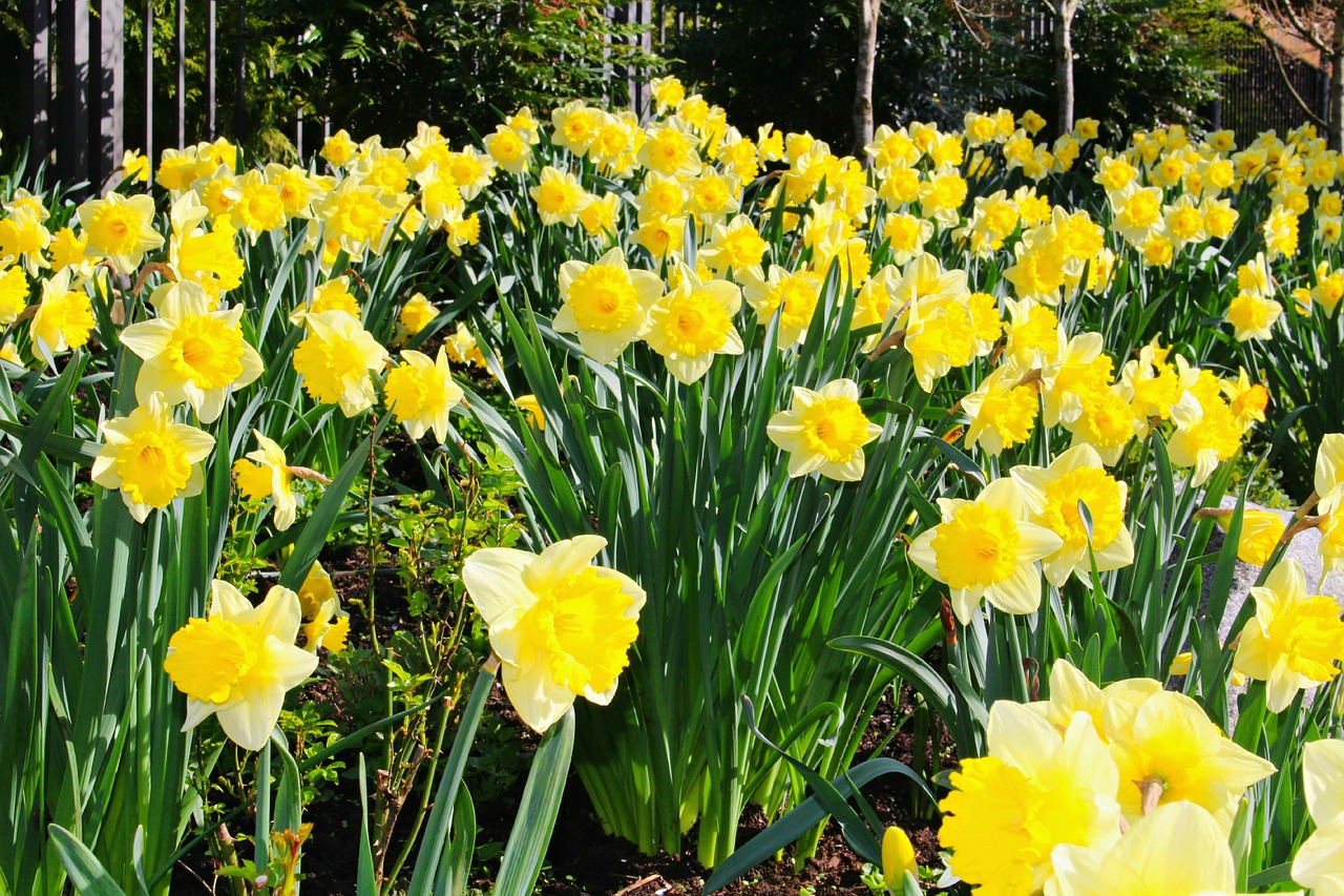 daffodils spring easter free photo