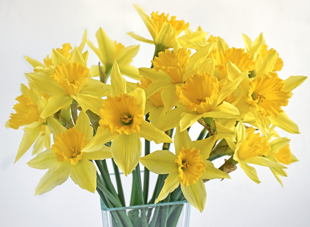 daffodils bouquet spring free photo