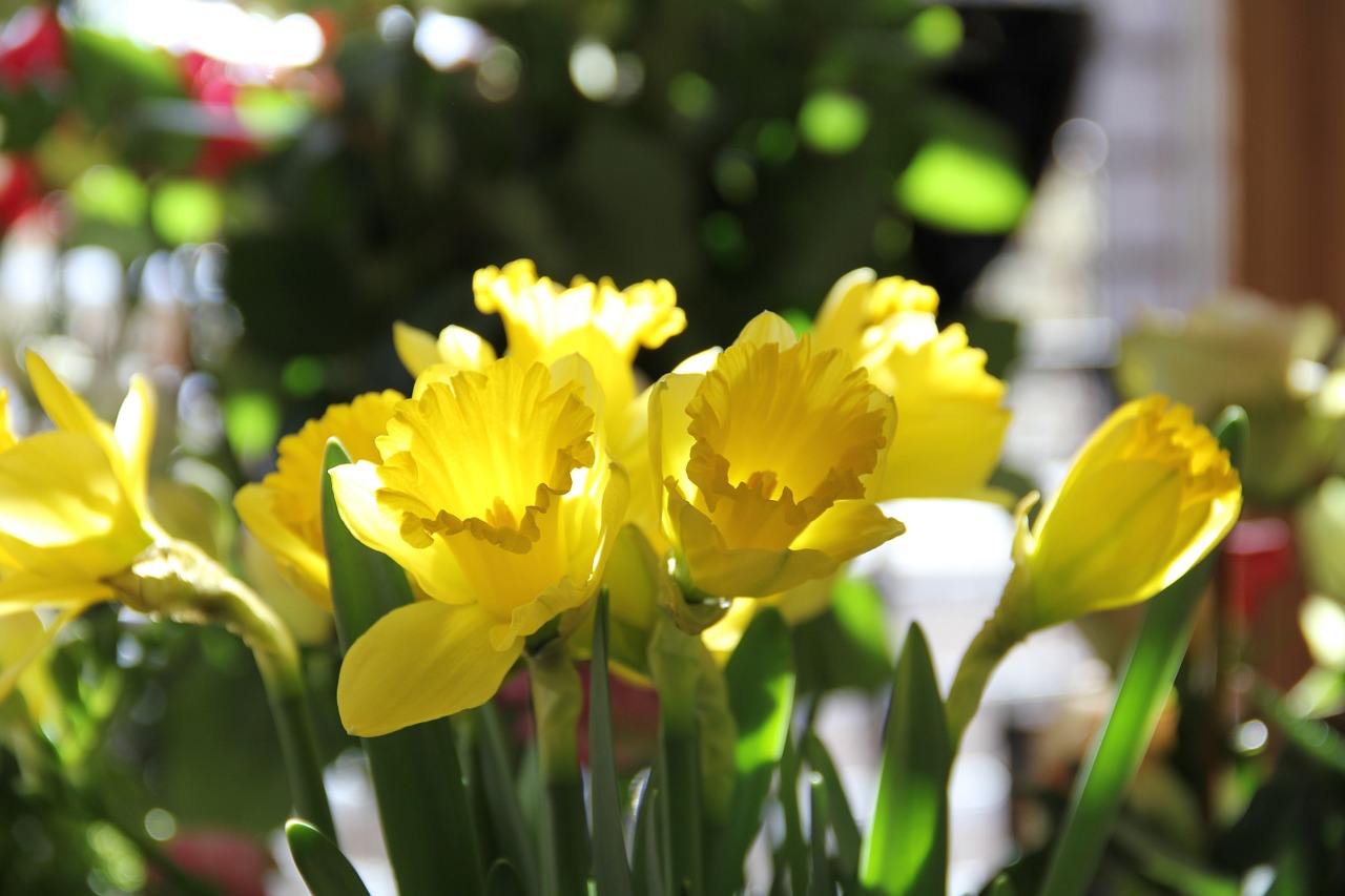 daffodils flowers spring free photo