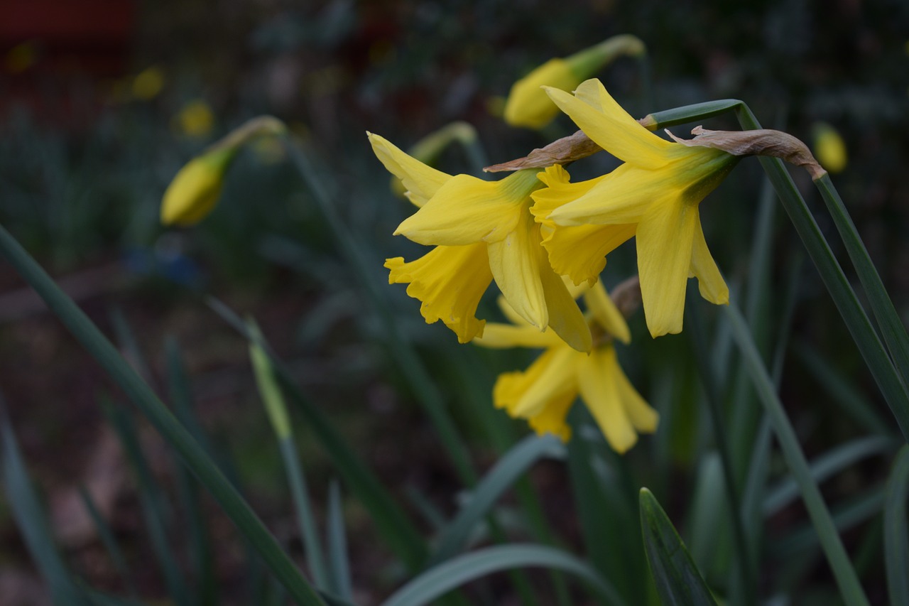 daffodils spring garden free photo