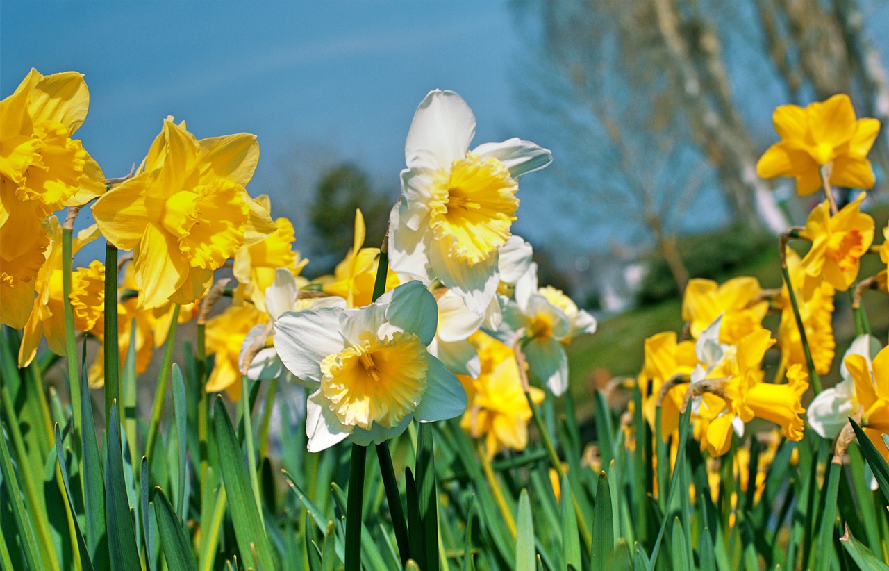 daffodils yellow spring free photo