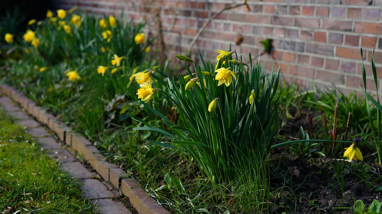 daffodils spring yellow flowers free photo