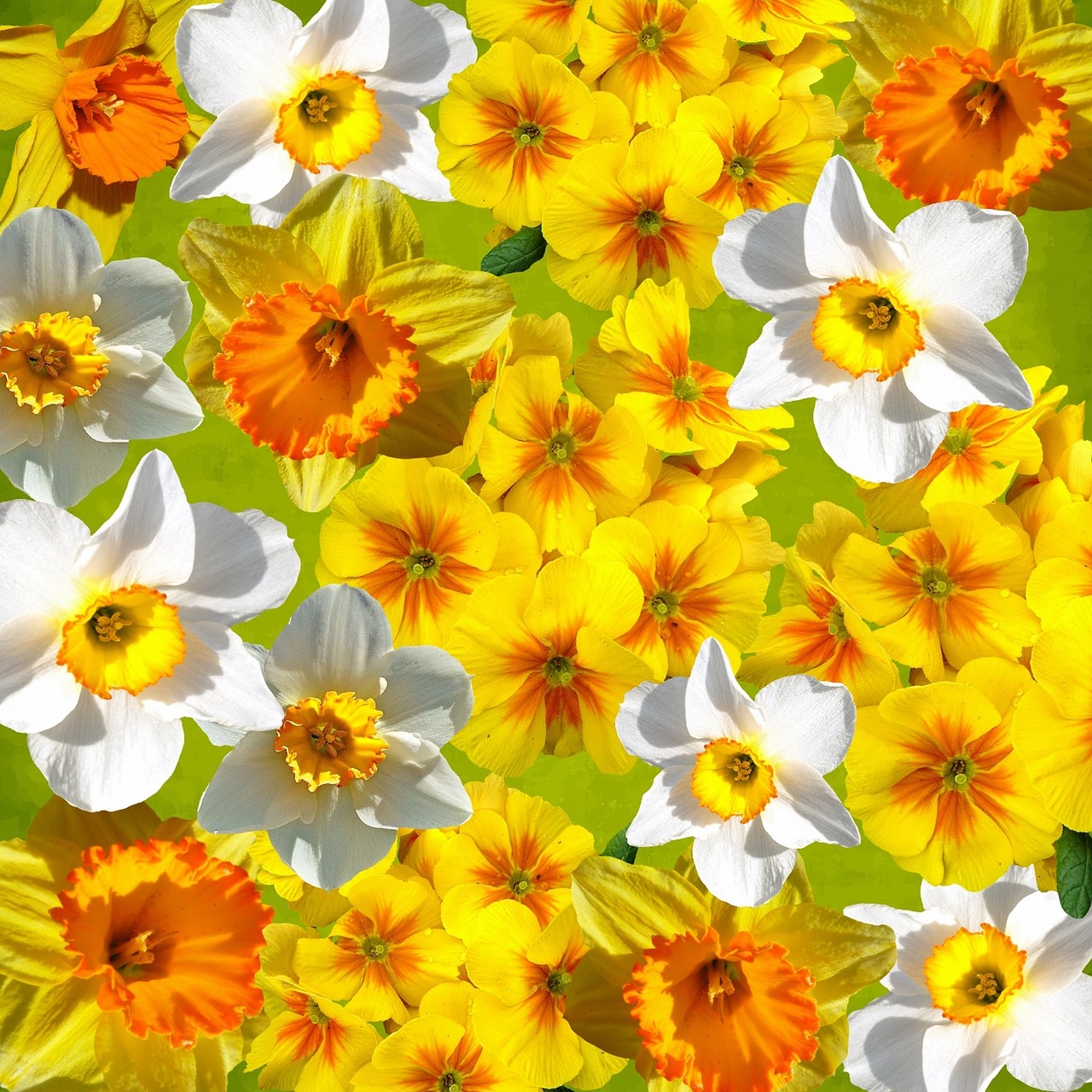 graphic daffodils easter free photo