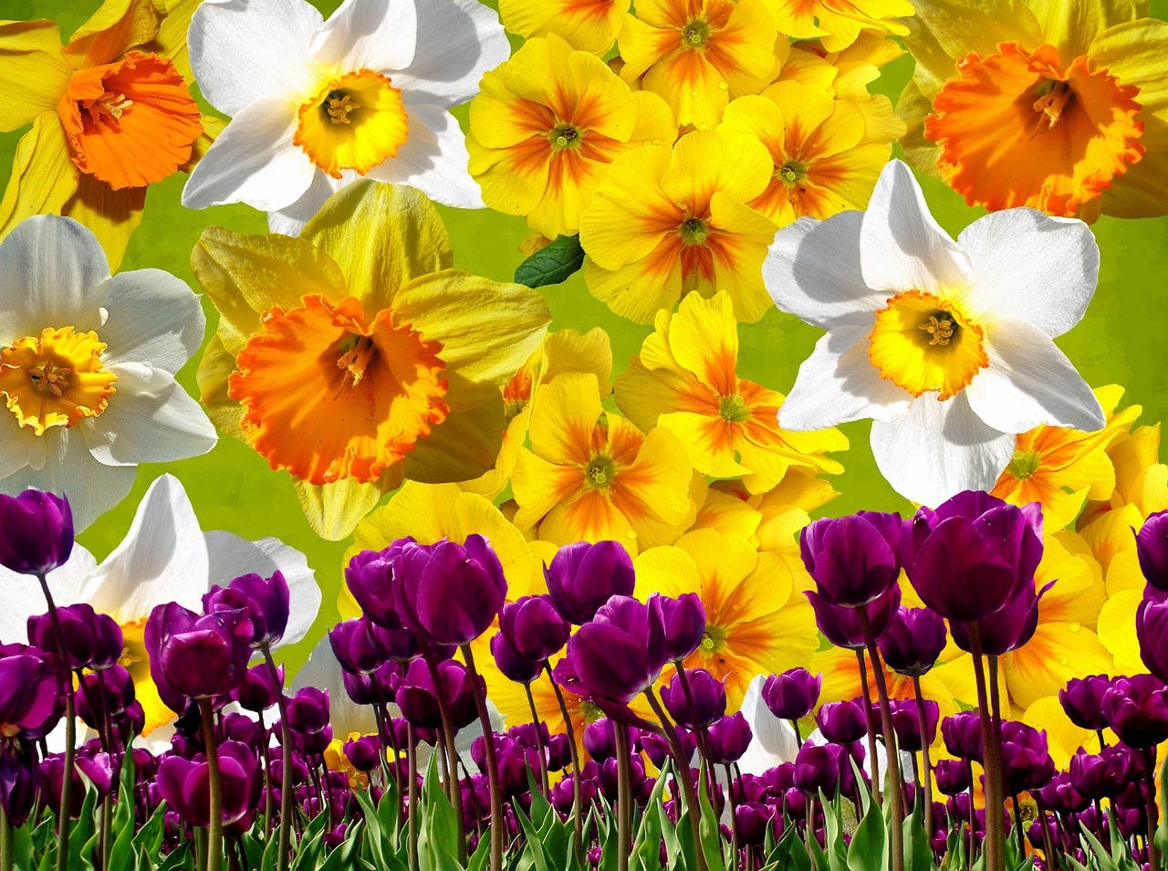 graphic daffodils easter free photo
