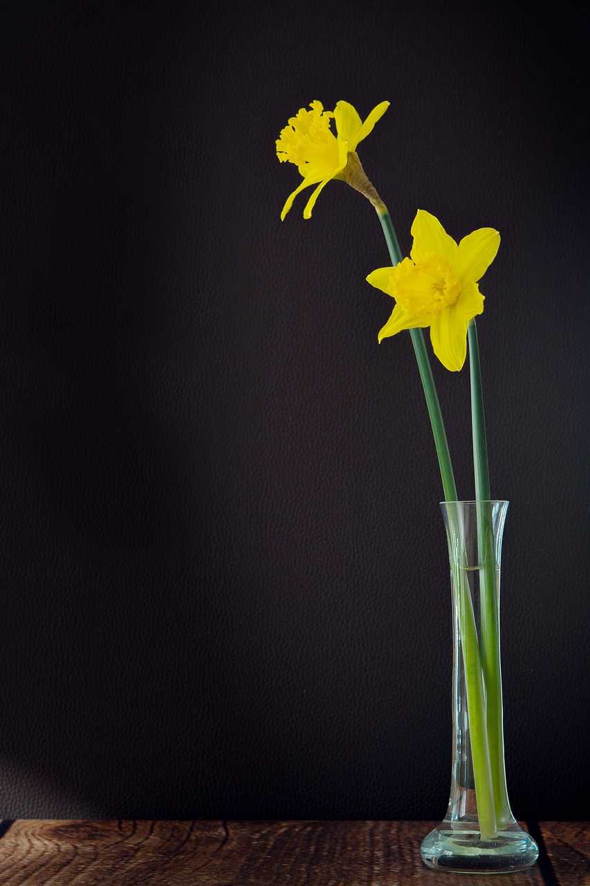daffodils yellow flowers free photo