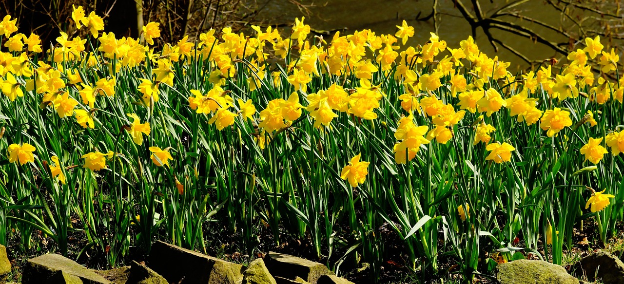 daffodils flowers osterglocken free photo