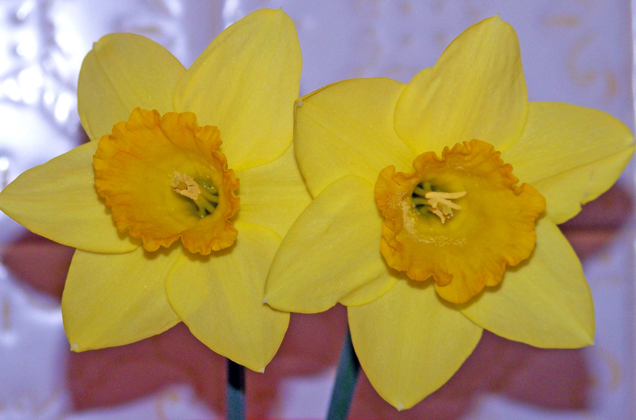 daffodils yellow daffodils free photo