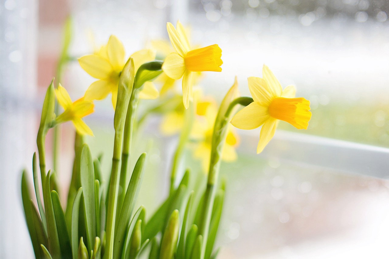 daffodils spring yellow flowers free photo