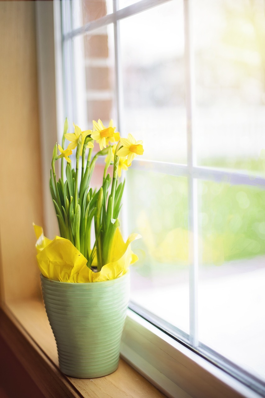daffodils spring yellow flowers free photo