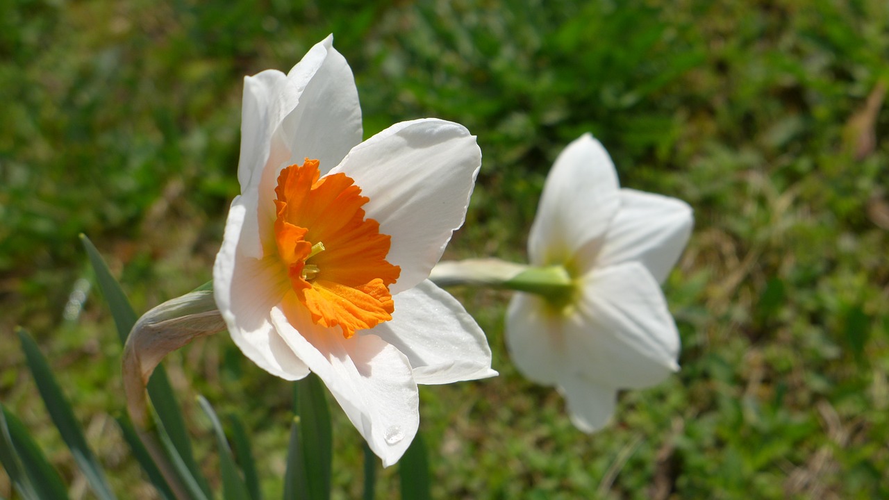 daffodils plant onion flowers free photo