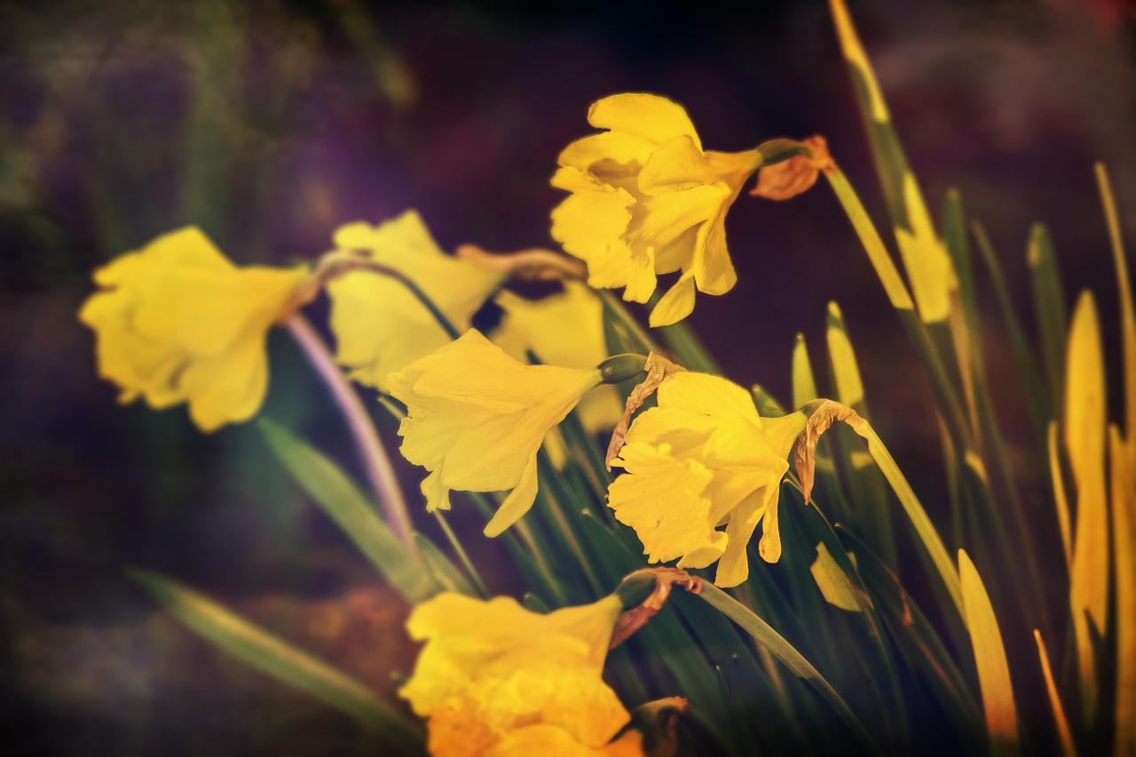 daffodils yellow flowers free photo