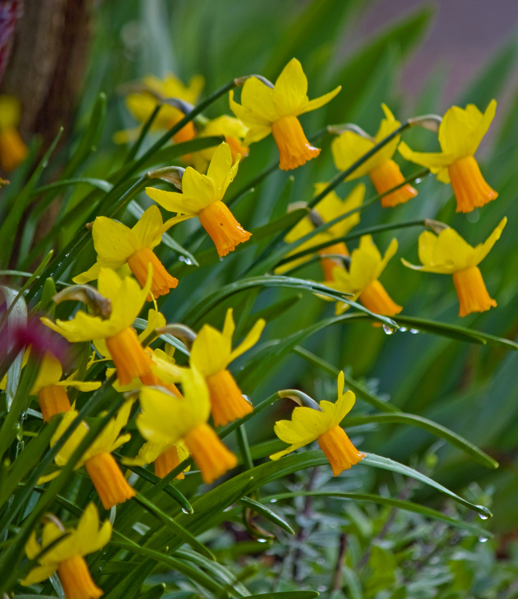 daffodil daffodils flower free photo