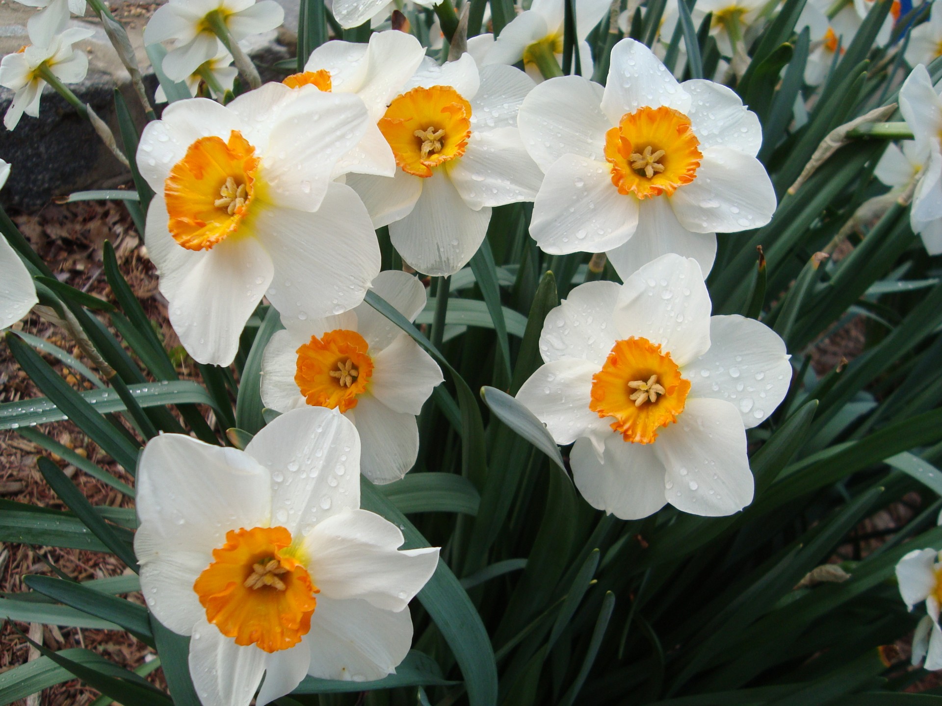 daffodils flowers yellow free photo