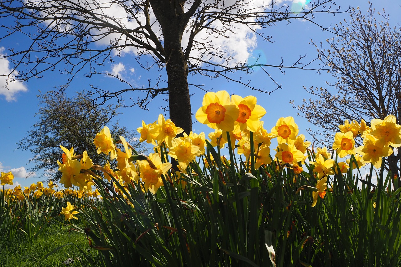 daffodils flower yellow free photo