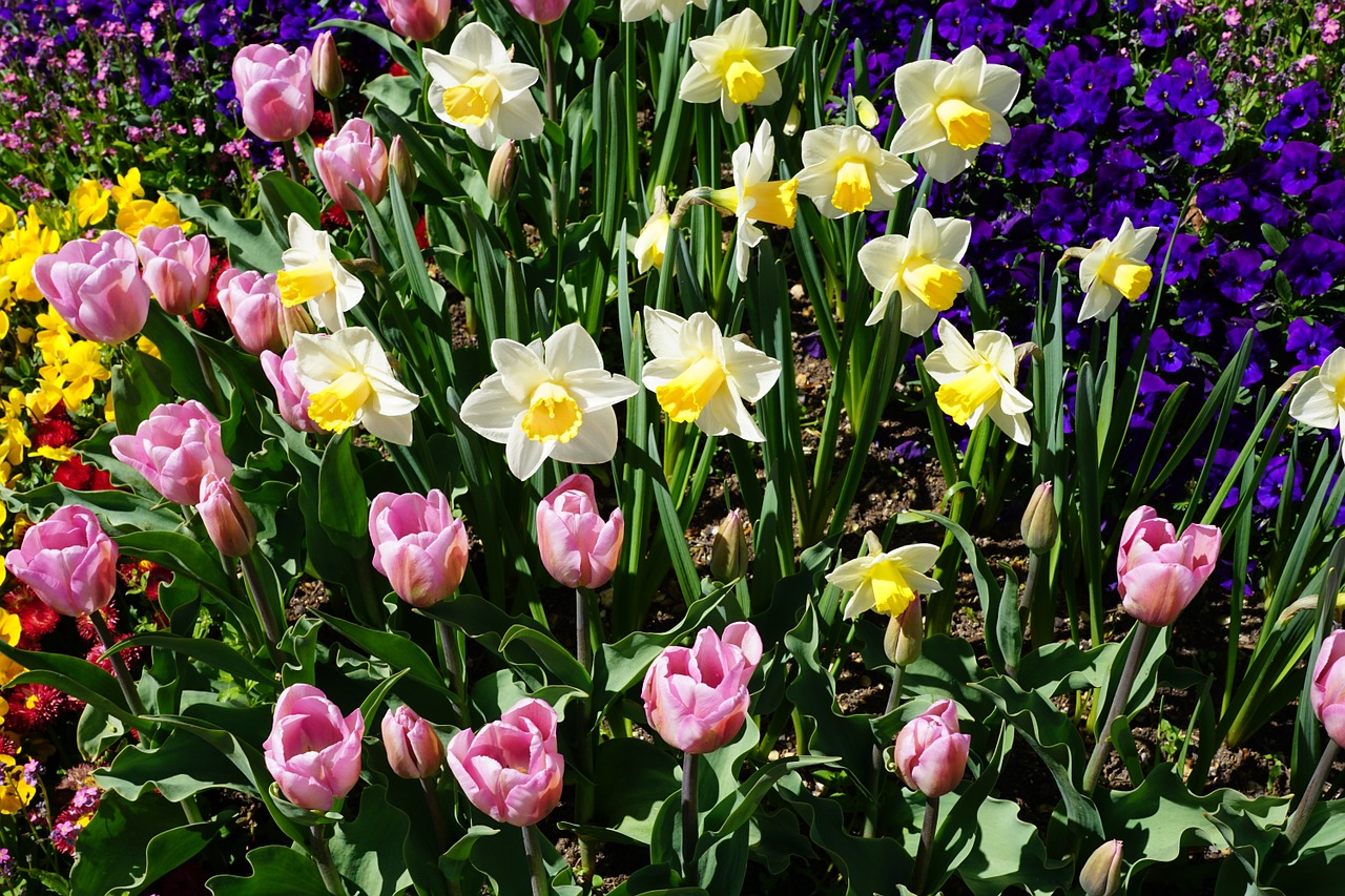 daffodils tulips yellow free photo