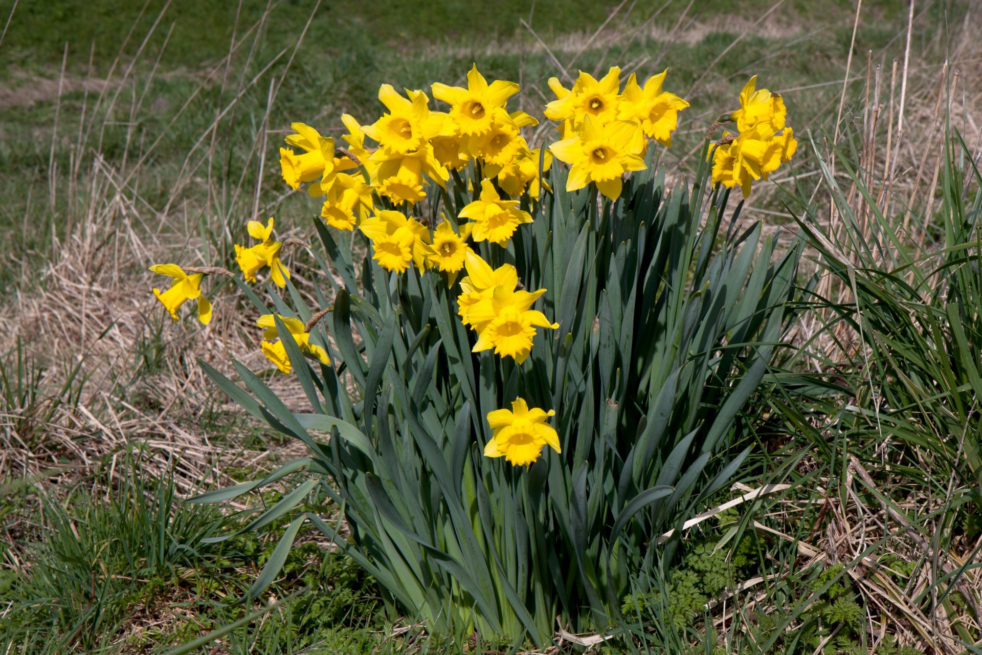 daffodils daffodil flowers free photo