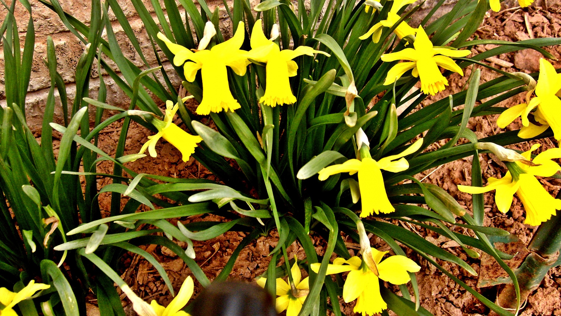 flowers daffodil daffodils free photo