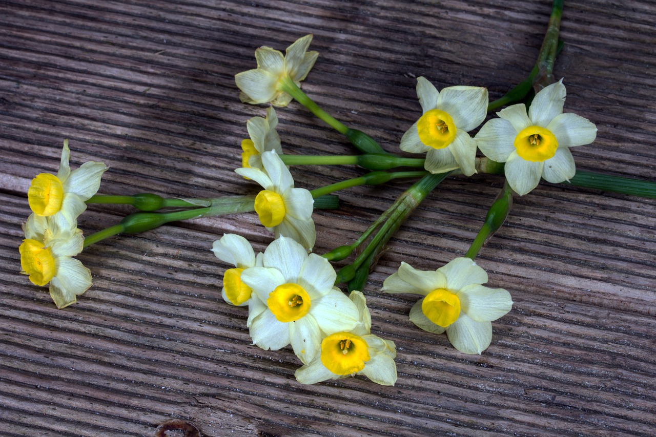 daffodils flowers wood free photo