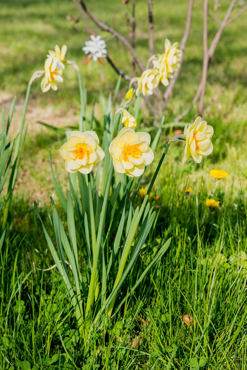 daffodils flowers narcissus free photo