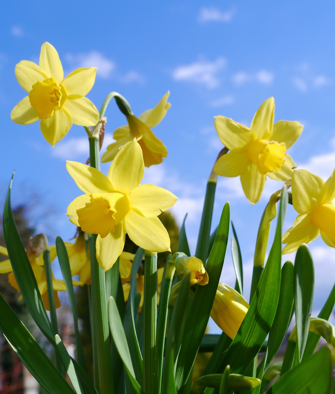 daffodils osterglocken yellow free photo