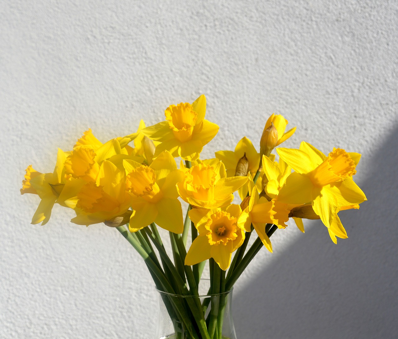 daffodils osterglocken yellow free photo