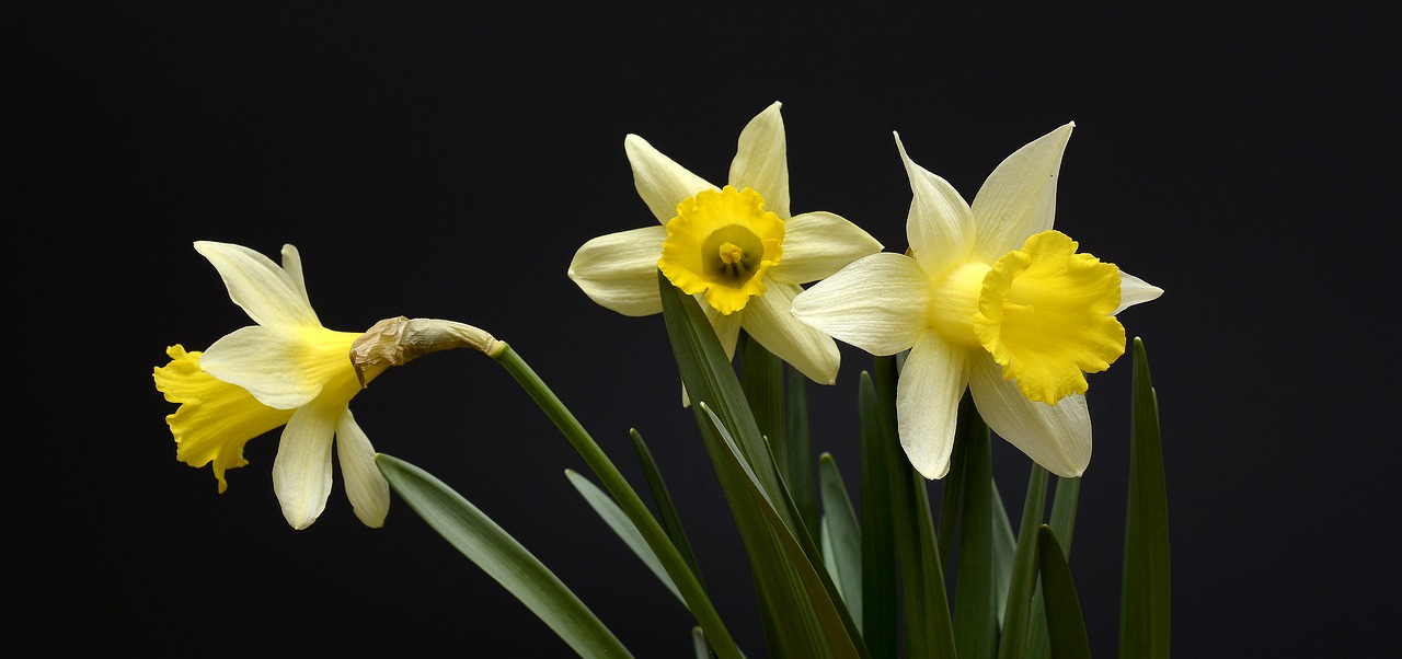 daffodils flowers yellow free photo