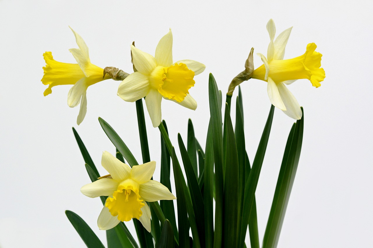 daffodils flowers yellow free photo