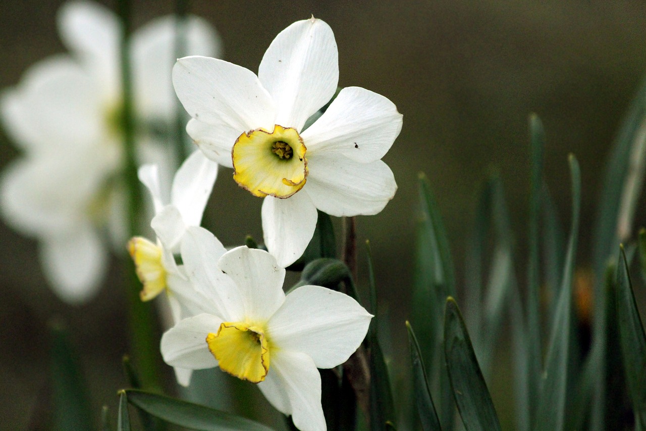 daffodils flowers narcissus free photo