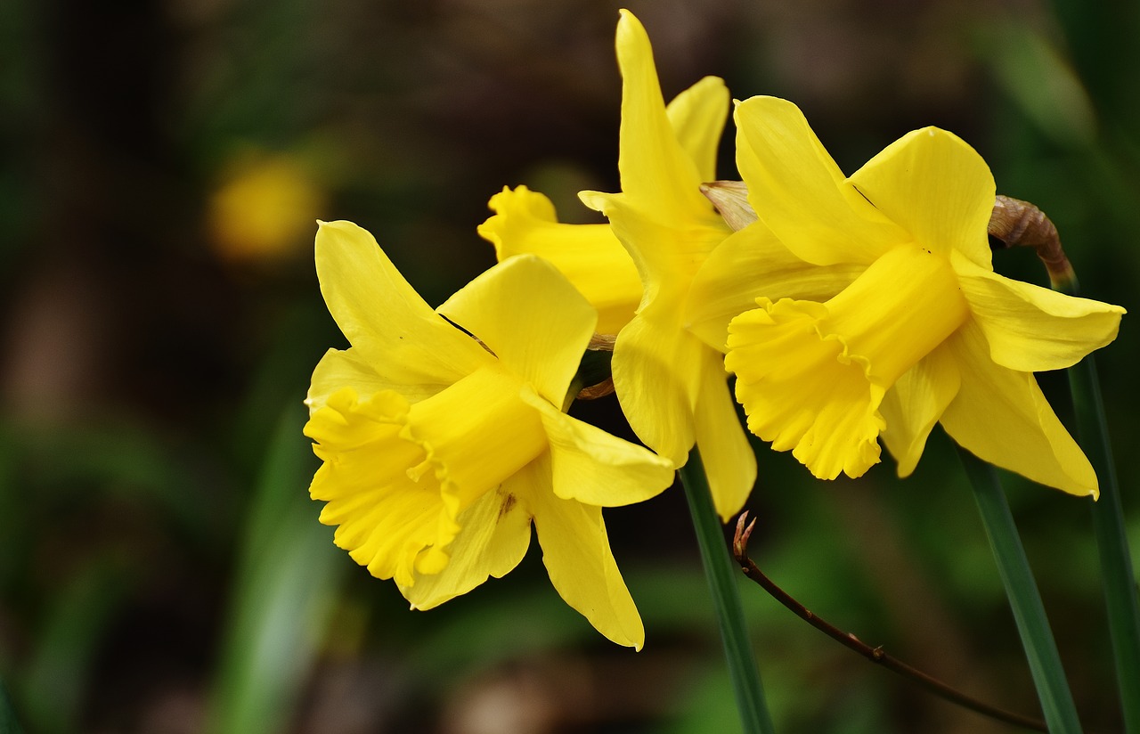 daffodils yellow spring free photo