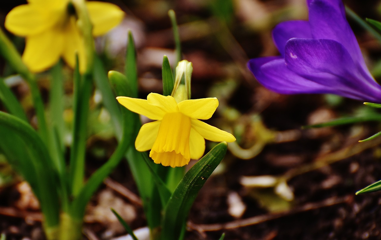 daffodils yellow spring free photo