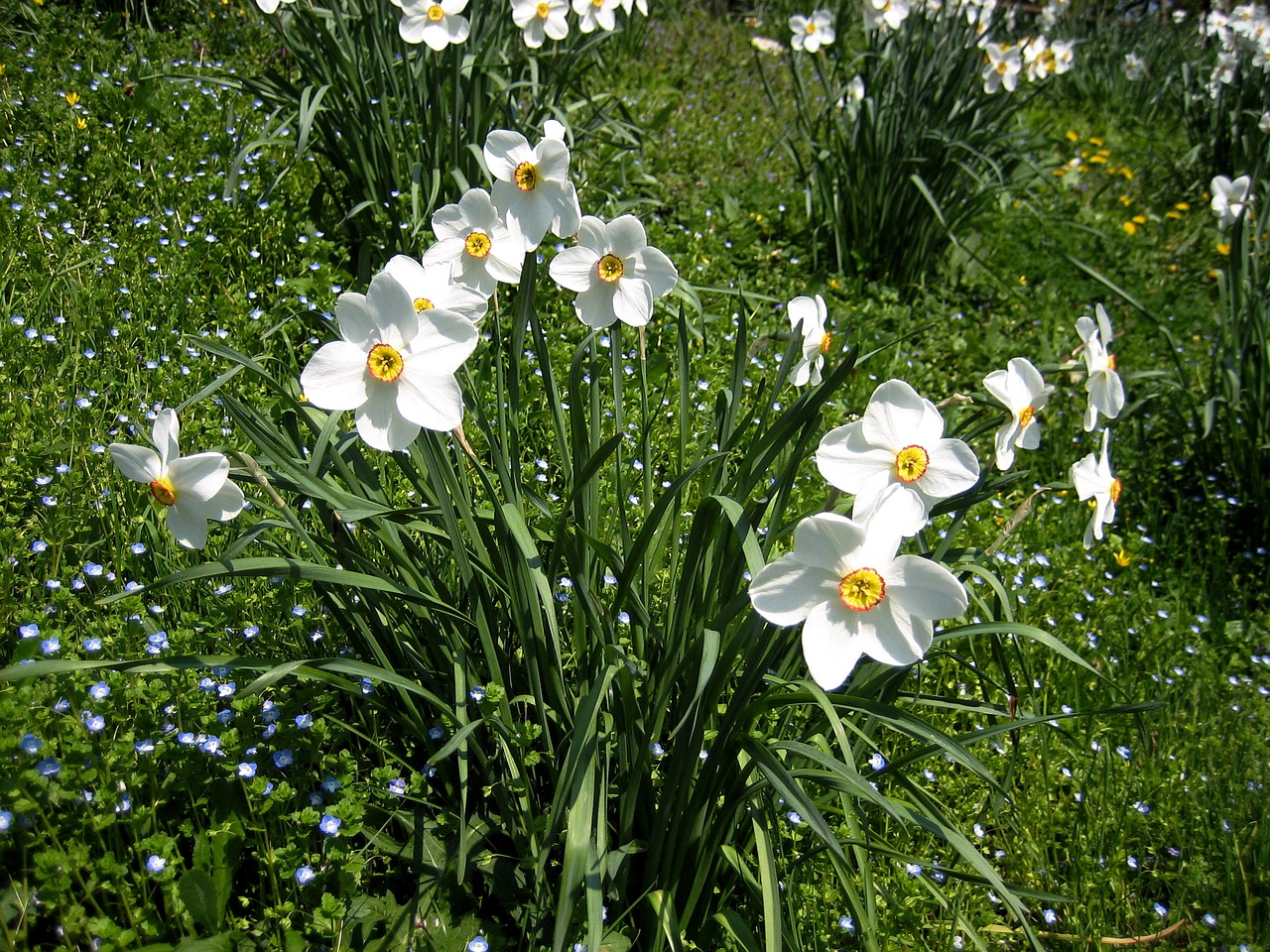 daffodils spring harbinger of spring free photo