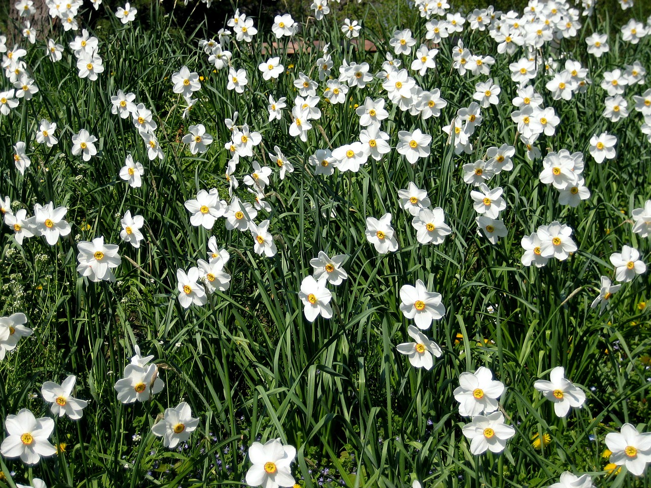 daffodils spring daffodil field free photo
