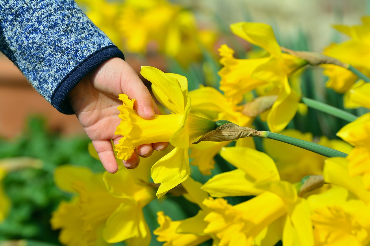 daffodils osterglocken child's hand free photo