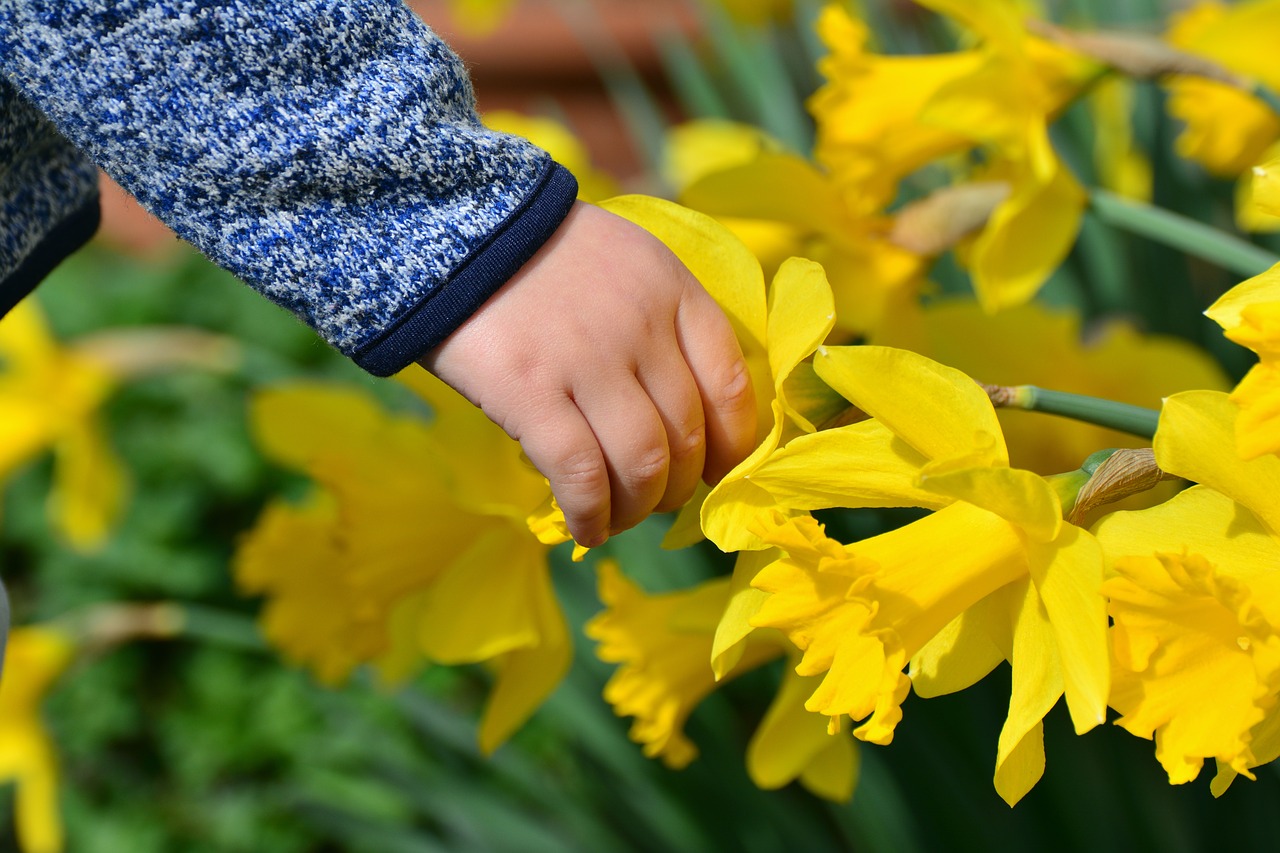 daffodils osterglocken hand free photo