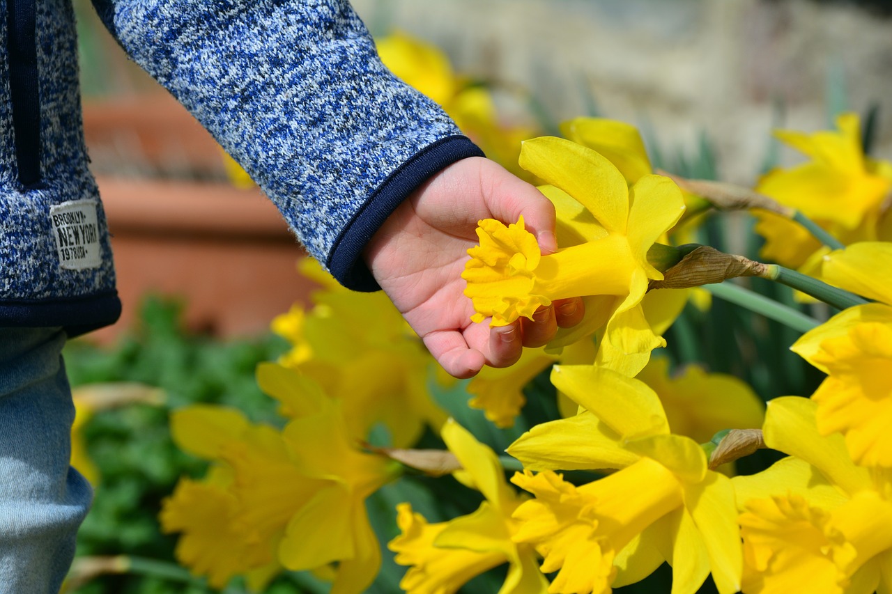 daffodils osterglocken hand free photo