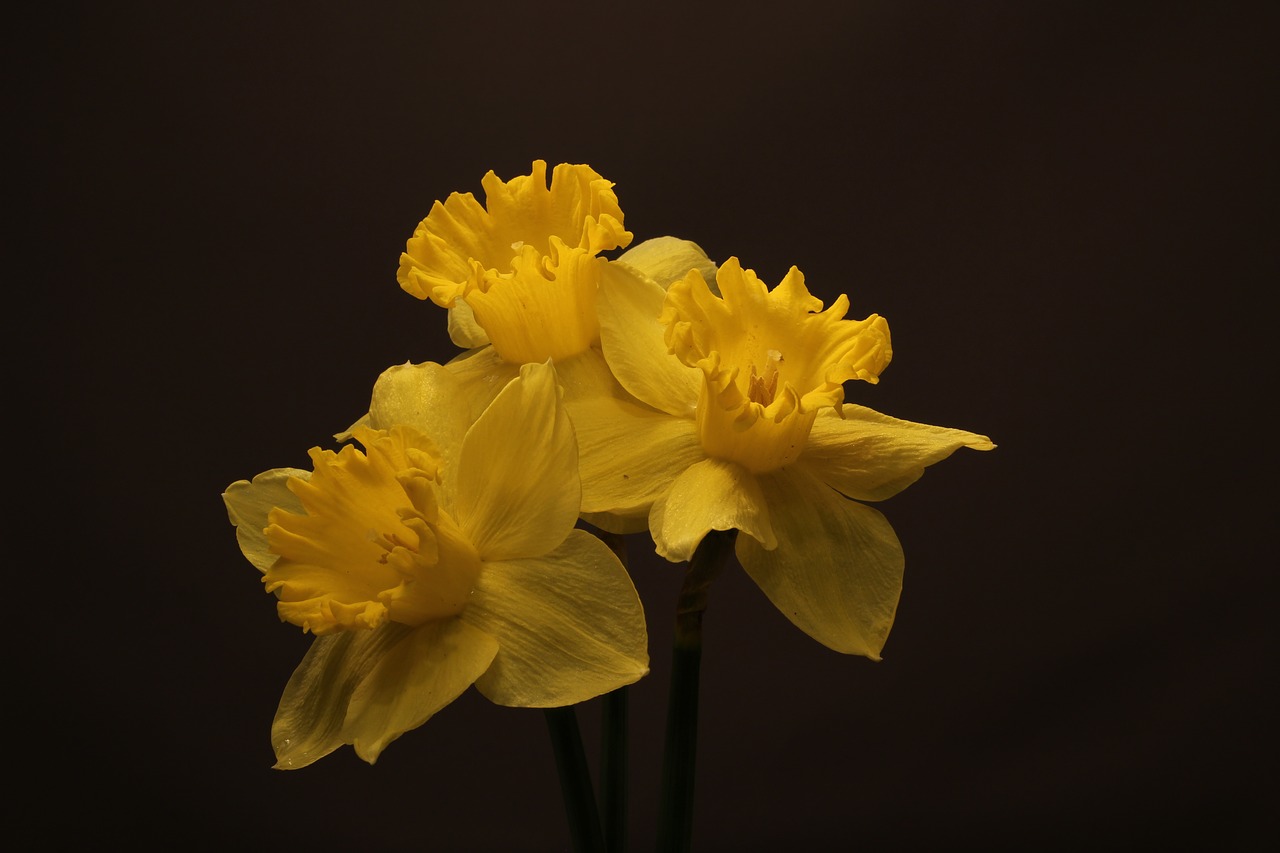 daffodils flowers blossoms free photo