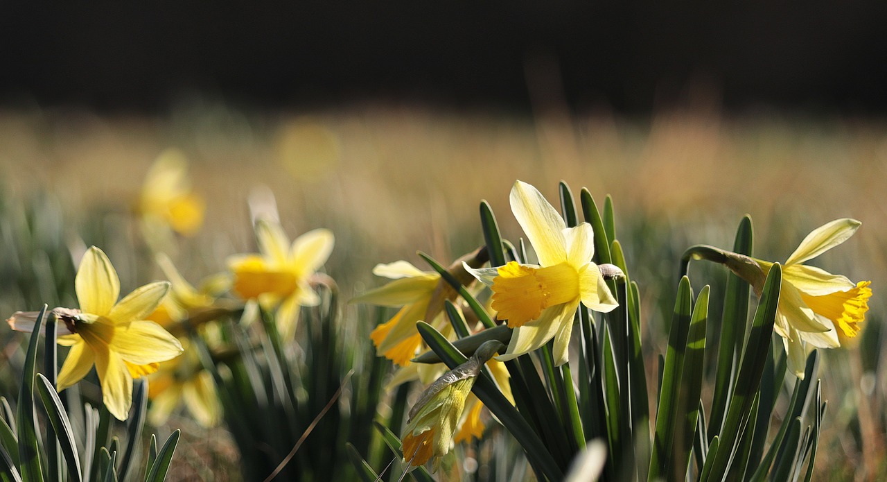 daffodils yellow spring free photo