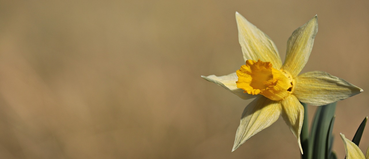 daffodils yellow spring free photo