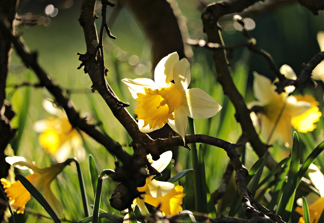 daffodils yellow spring free photo