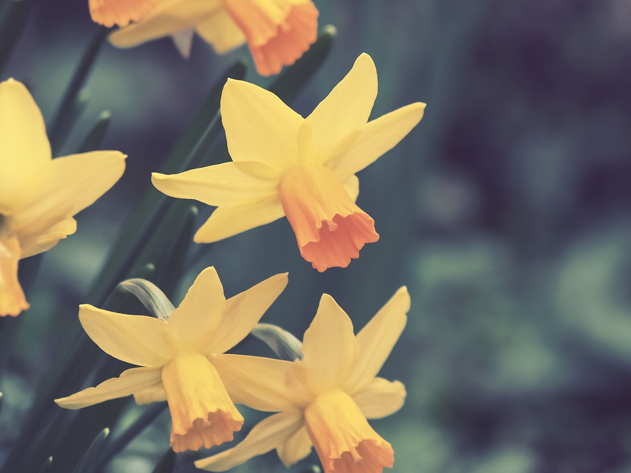 daffodils narcissus flower free photo